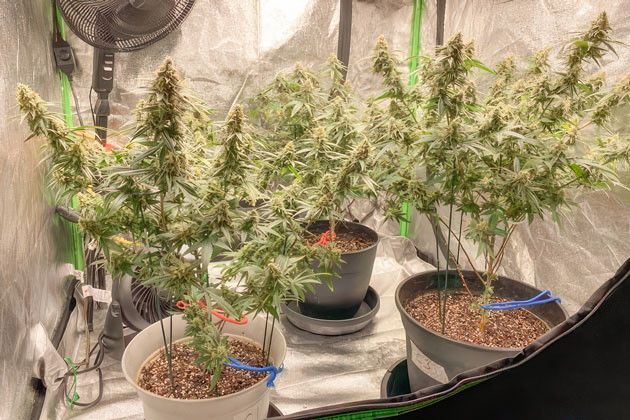 Кусты Blueberry Muffin от Humboldt Seed Company на 15 неделе