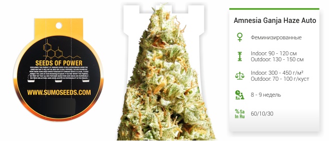 Amnesia Ganja Haze Auto