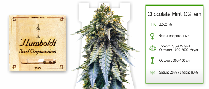 Chocolate Mint OG Chocolate Mint OG