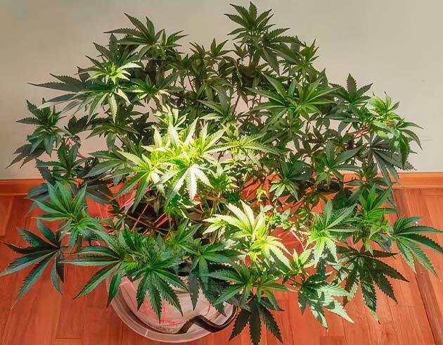 Условия в гроубоксе, дефолиация и состав раствора Dozy Doz от AlphaFem Seeds