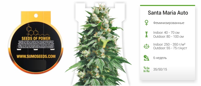 Santa Maria Auto Santa Maria Auto