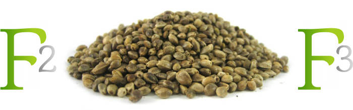 каннабис F1 F2 f2 f3