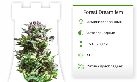 Сорт марихуаны Forest Dream Forest Dream fem от Dutch Passion