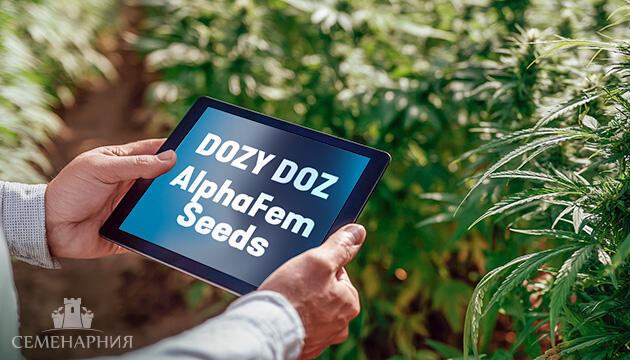Гроурепорт сорта конопли Dozy Doz от AlphaFem Seeds Выращивание сорта марихуаны Dozy Doz от AlphaFem Seeds