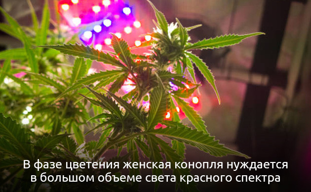 Уход за женскими растениями конопли Спектры света для выращивания конопли
