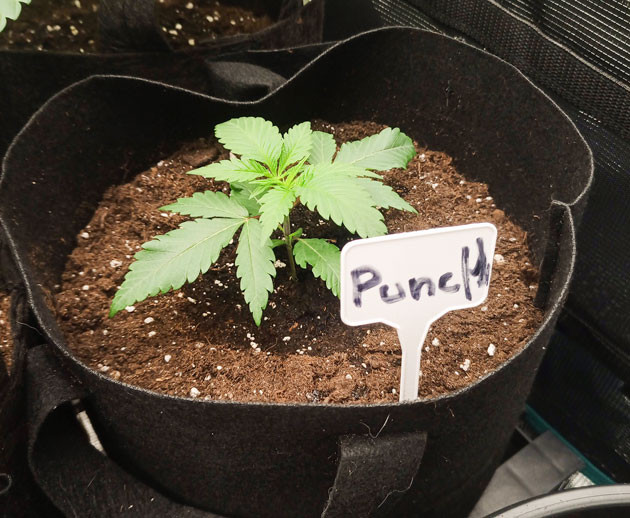 Растишки Banana Punch на 3 неделе