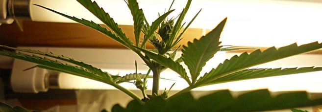 ДНаТ лампы Днат светильники