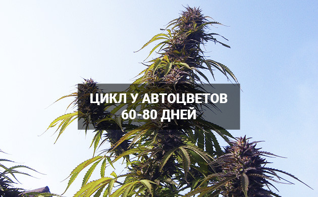 Жизненный цикл автоцветов Время от посадки до сбора урожая 60-80 дней у автоцветов