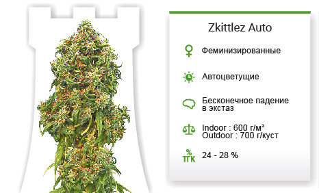 Zkittlez Auto от Cali Buds Seeds