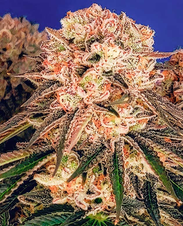 Стабильное развитие соцветий Куст DDoS #33 на 14 неделе выращивания