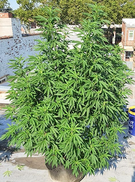 Цветение конопли Сломанные ветки от сильного ветра