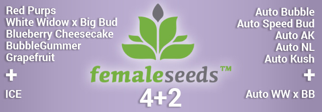 Акция от сидбанка Female Seeds 4+2