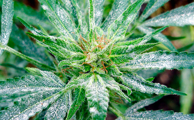 Белый налет на листьях конопли