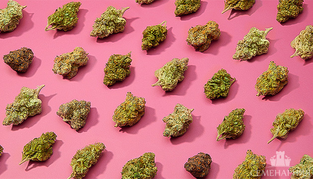 Разнообразие сортов конопли