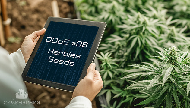 Выращивание сорта марихуаны DDoS #33 fem в индоре Гроурепорт сорта DDoS #33 fem