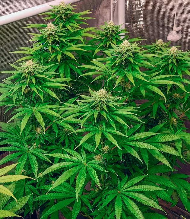 Цветение марихуаны Куст DDoS #33 от Herbies Seeds на 9 неделе
