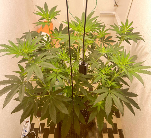 Начало цветения и список новых удобрений Куст Chemical Bride от GHS ростом 70 см