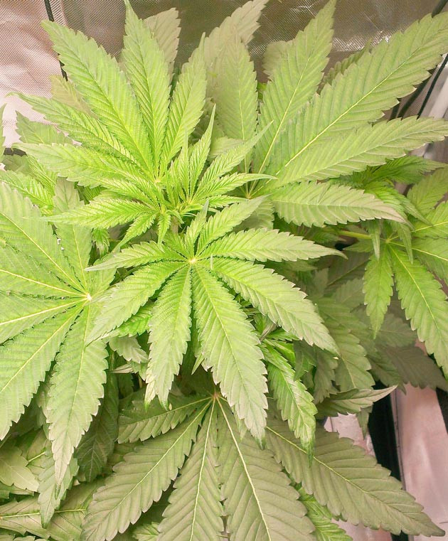 Изменения в составе питательного раствора Куст Green Gelato на 6 неделе выращивания