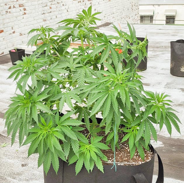 Суперкроппинг каннабиса Куст ростом 50 см после тренировок