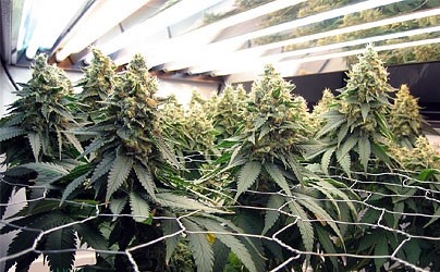 ScrOG – «Экран Зелени» (растягивание куста)