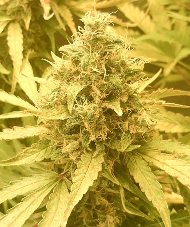 Кола Orange Sherbet Auto на 10 неделе