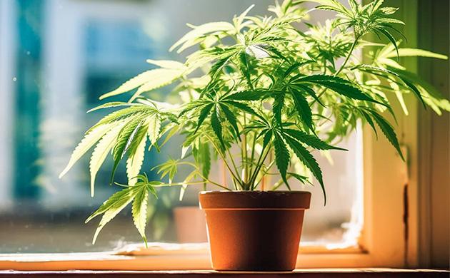 Классический способ выращивания в цветочном горшке Выращивание конопли в цветочном горшке