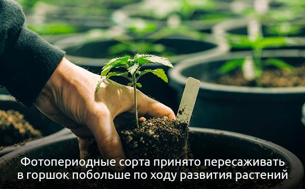 Горшки для фотопериодных сортов марихуаны Какие горшки подходят для фотопериодных сортов конопли