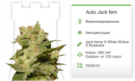 Сорт конопли Auto Jack Auto Jack fem от Paradise Seeds