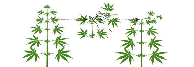 Как и когда нужно начать Пример техники