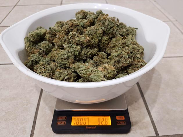 Собранный урожай 92,8 грамм