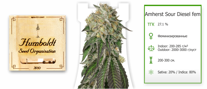 Amherst Sour Diesel Amherst Sour Diesel
