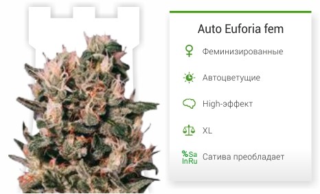 Auto Euforia fem от Dutch Passion
