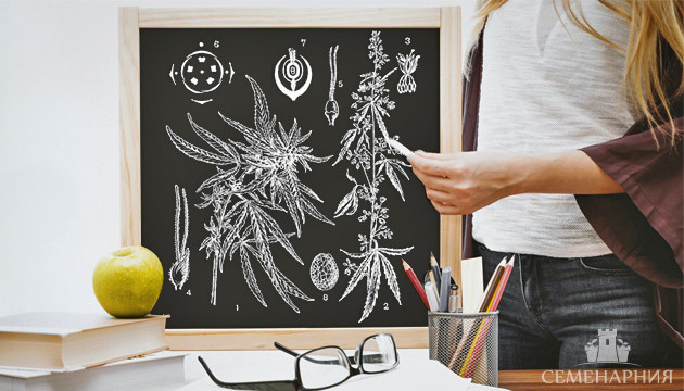 Строение куста марихуаны Строение конопли