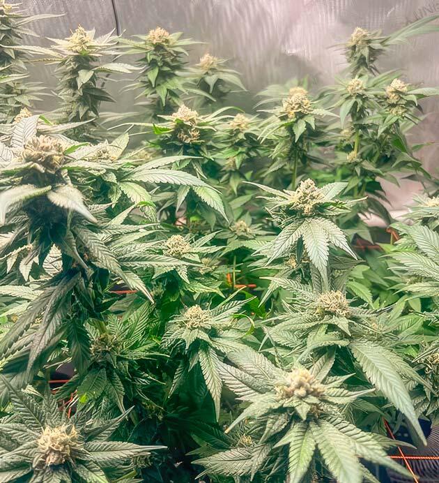 Дефолиация конопли Кусты Apple Betty от Herbies Seeds на 13 неделе выращивания