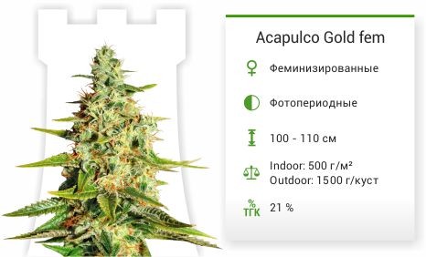 Сорт марихуаны Acapulco Gold Acapulco Gold fem (Barney's Farm)