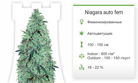 Сорт конопли Niagara Auto Niagara Auto fem от Doctor`s Choice