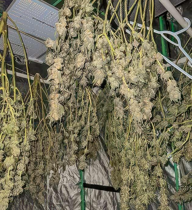 Сбор урожая и впечатления от гровера Харвест Apple Betty