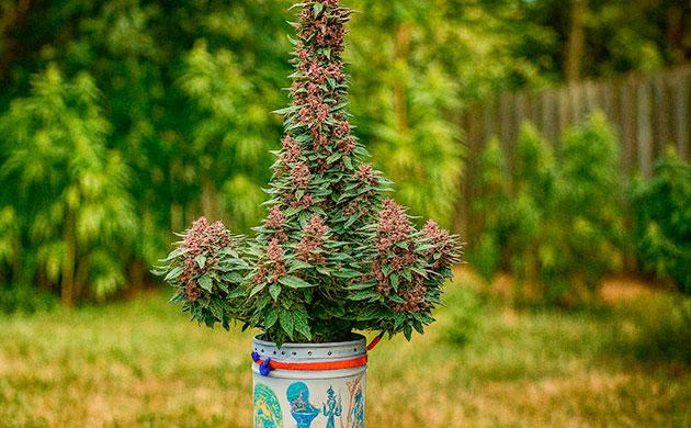 Использование строительных и хозяйственных ведер для выращивания конопли Строительные и хозяйственные ведра