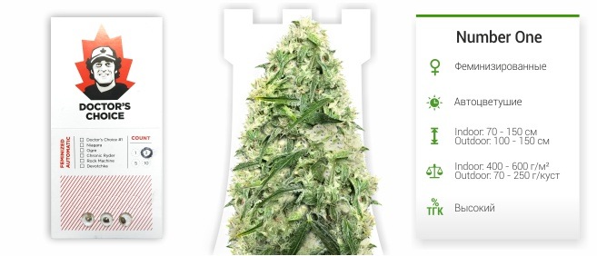 Number One auto (Doctor’s Choise)