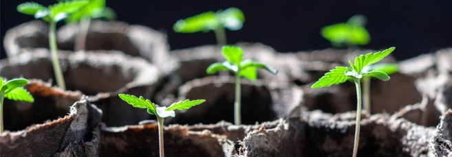 Торфяные стаканчики Торфяные стаканчики для автоцветов