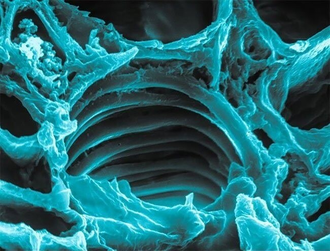 Спиральная клетка каннабиса Спиральная клетка