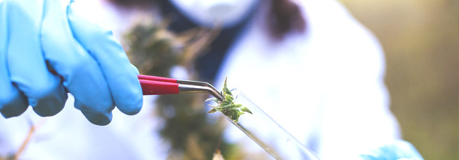 Суперкроппинг каннабиса Как выполнить суперкроппинг марихуаны