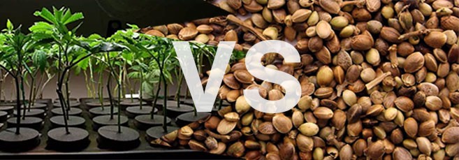 Клоны или семена конопли Клоны VS семена конопли