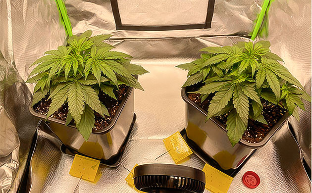 Борьба с грибными комариками и полив Кусты Apollo F1 Auto от RQS на 2 неделе