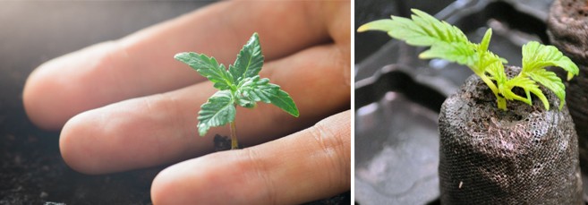 Как прорастить и высадить автоцвет Проращивание автоцвета без стресса