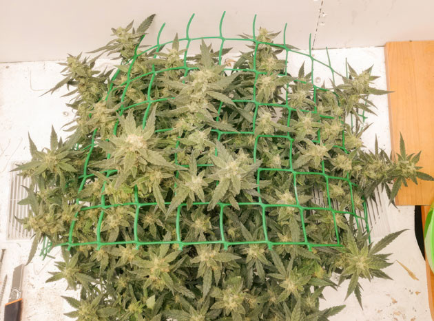 Активное цветение и развитие соцветий Куст Alpha 21 на 10-12 неделе выращивания