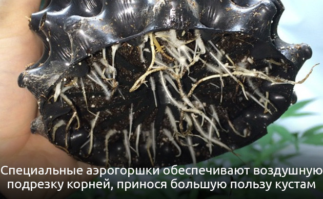 Правильные горшки для высадки каннабиса