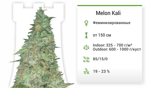 описание сорта Melon Kali