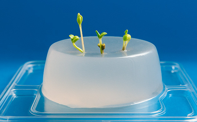 Проращивание семян конопли в гидрогеле Проращивание в гидрогеле