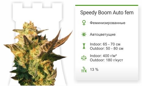 Speedy Boom Auto fem от Kannabia Seeds